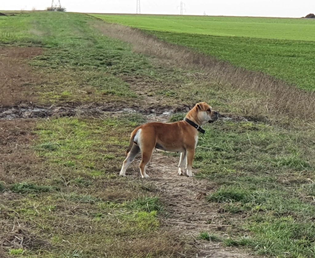 Ozzy Du Verger Des Baroudeuses