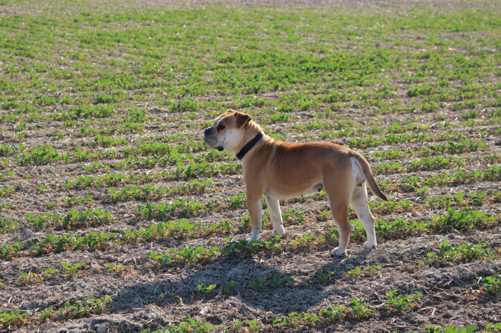 Ozzy Du Verger Des Baroudeuses